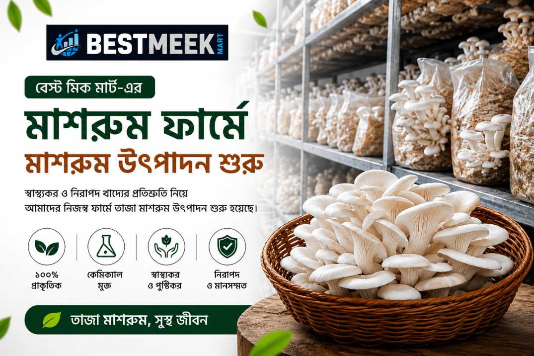 বেস্ট মিক মার্ট-এর মাশরুম ফার্মে মাশরুম উৎপাদন শুরু